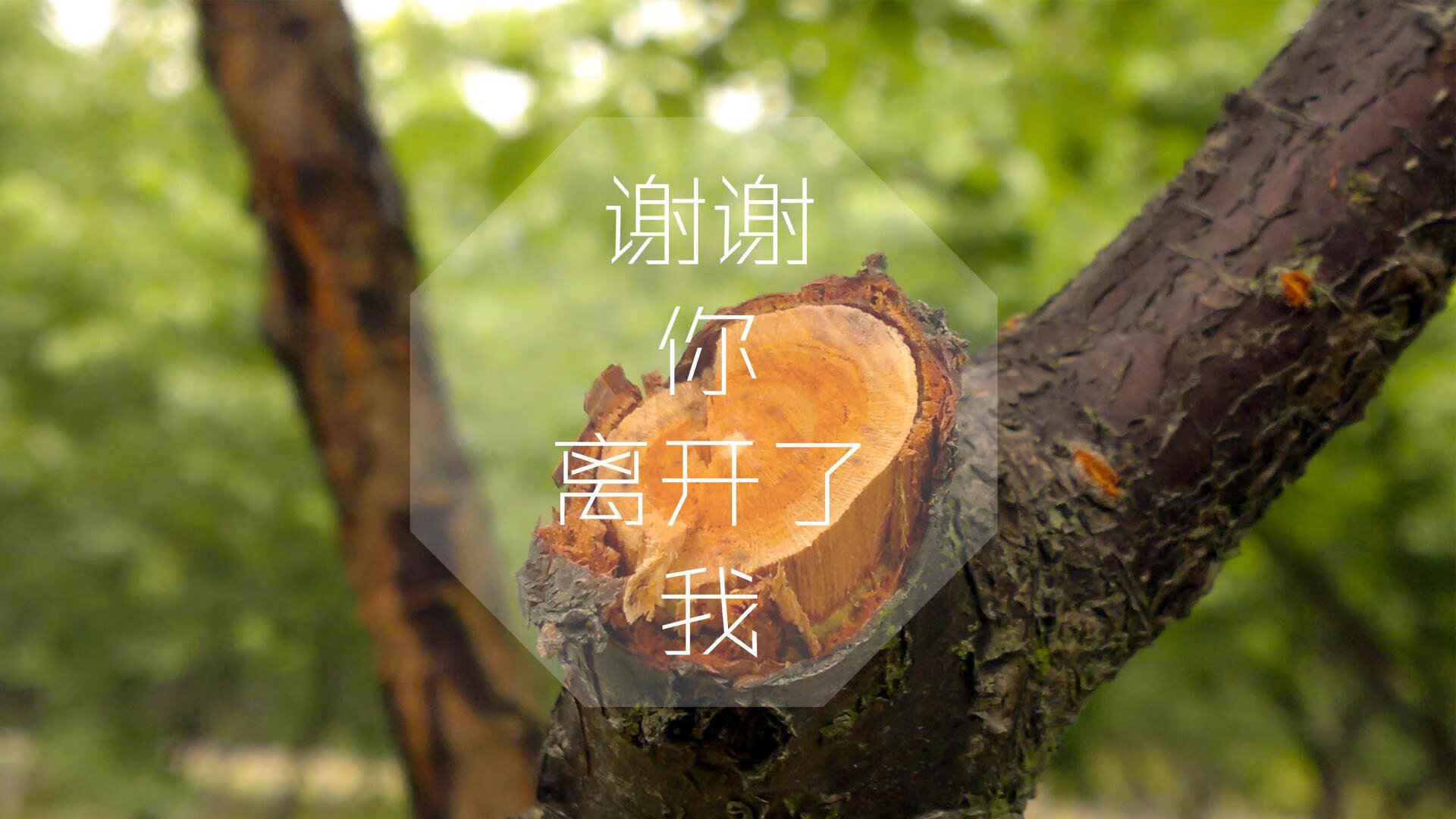 开云网页版登录入口-安哥拉女篮在非洲锦标赛中继续夺冠,展示强大实力,非洲安哥拉是哪个国家